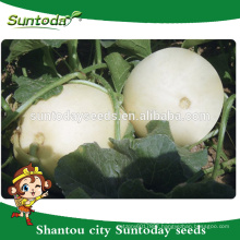 Suntoday Easy picking Round shape very soft flesh sale vegetable hybrid F1 melon vegetable harvester seeds(18013)